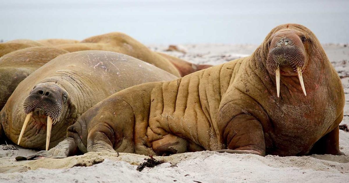 Color wheel with UI elements overlaid