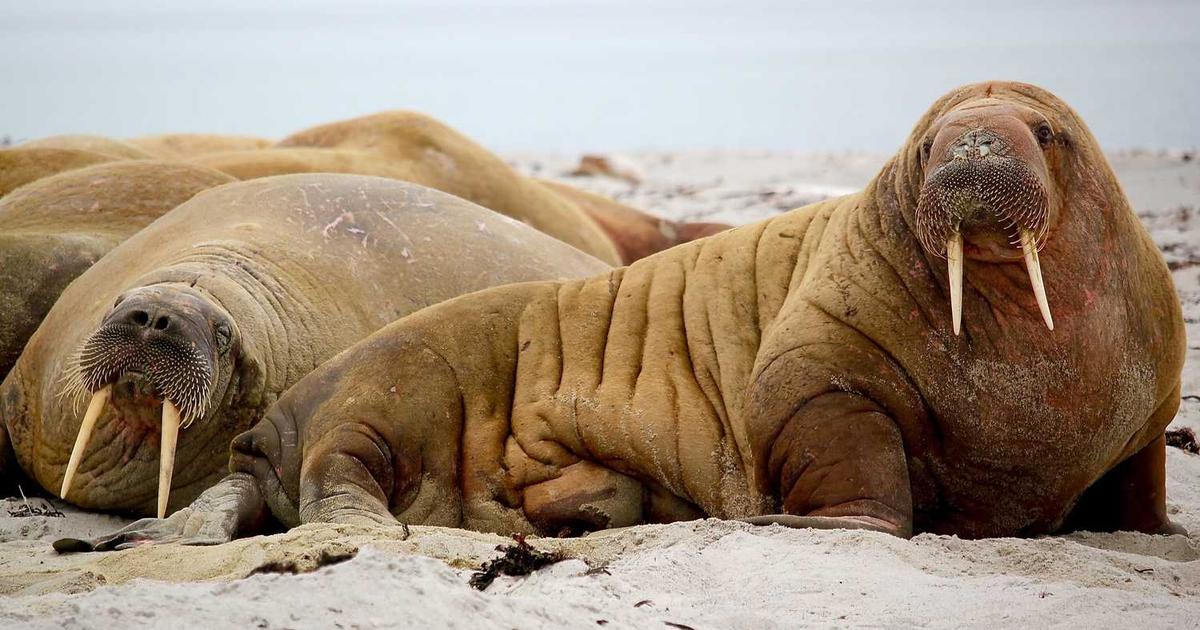 Color wheel with UI elements overlaid